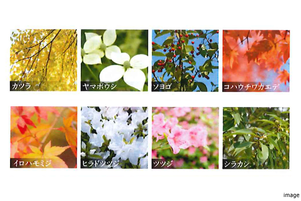 植栽計画｜ザ・パークハウス杉並上井草